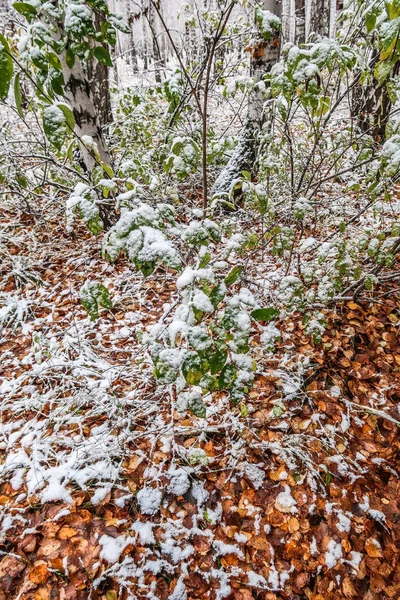 Pierwszy Śnieg Lesie Brzoza Jesień Krajobraz — Zdjęcie stockowe