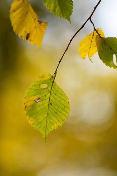 黄色と緑の秋葉クローズ アップ風景 — ストック写真