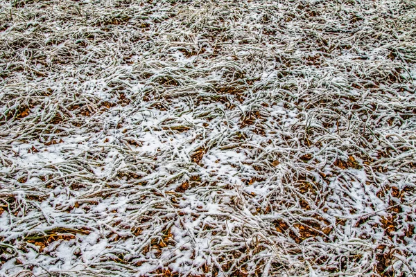 Herbe Verte Haute Dans Neige — Photo