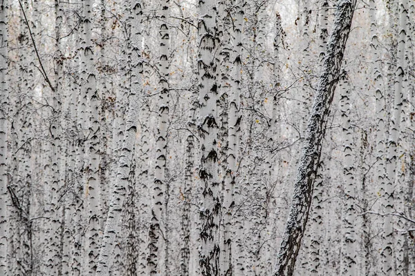 İlk kar huş ağacı orman manzara kış