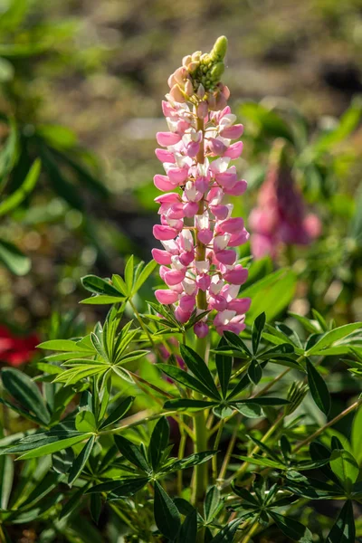 Lupinus Çiçek Yeşil Yeşillik Doğa Ile Parlak — Stok fotoğraf