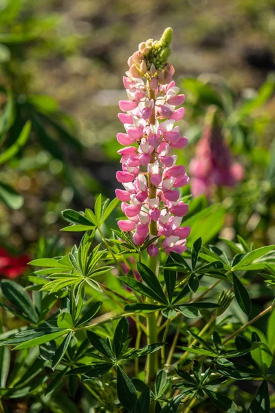 ルピナスの花が緑の葉自然と明るい — ストック写真