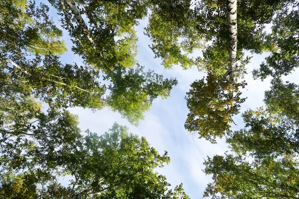 Bříza Lesní Pohled Obloze Podzimní Příroda — Stock fotografie