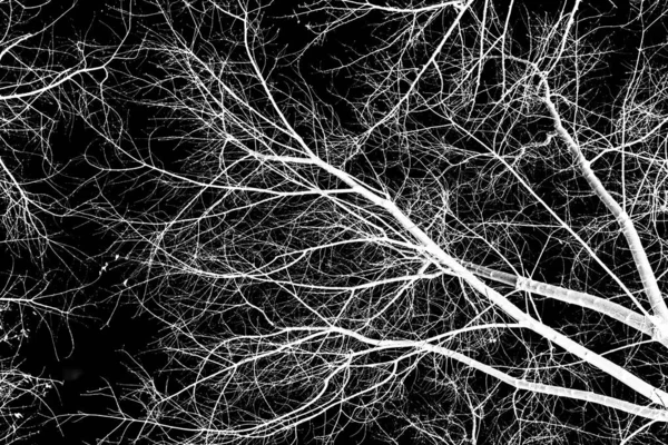 ağaç dalları siluet siyah arka plan üzerine beyaz