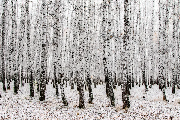 Zimní První Sníh Březová Lesní Krajina — Stock fotografie