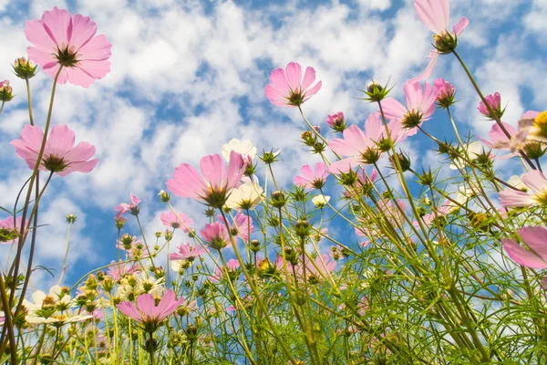 Cosmos çiçekler, görüntülemek aşağıdan gökyüzüne doğru