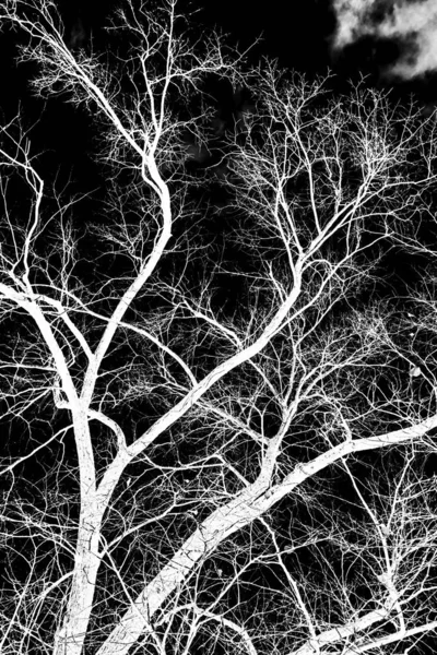 Branches Arbre Silhouette Blanche Sur Fond Noir — Photo