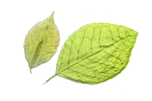 Feuille Verte Sur Fond Blanc — Photo