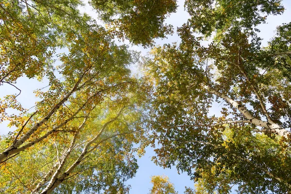 huş ağacı orman manzaralı gökyüzüne Sonbahar Doğa