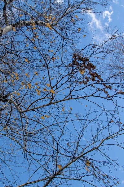 Rami Albero Autunnale Vista Verso Cielo — Foto Stock