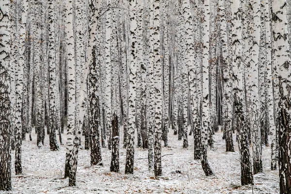 İlk kar huş ağacı orman manzara kış