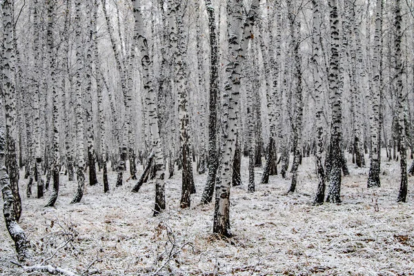 Invierno Primera Nieve Abedul Bosque Paisaje — Foto de Stock