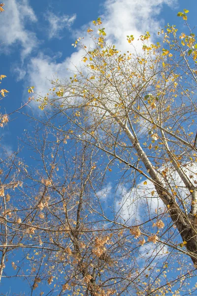 Sonbahar ağaç dalları göğe görüntüle