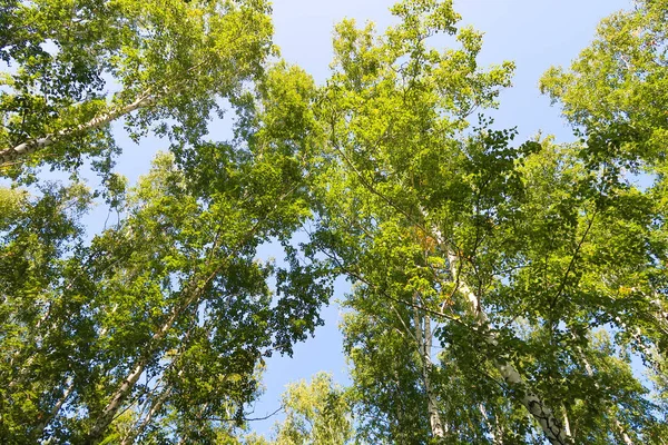 orman manzaralı aşağıdan gökyüzüne huş ağacı