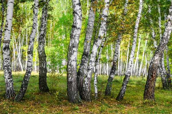 Sarı huş ağacı orman, geç sonbahar doğa manzara