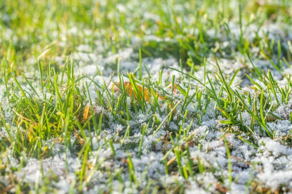 Verde Erba Neve Offuscata Sfondo Bokeh — Foto Stock