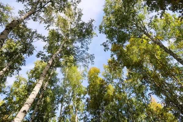 huş ağacı orman manzaralı gökyüzüne Sonbahar Doğa