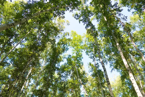 orman manzaralı aşağıdan gökyüzüne huş ağacı