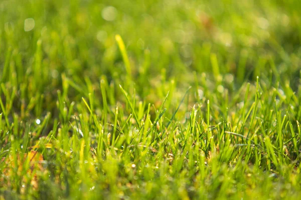 Green Grass Blurred Bokeh Background — Stock Photo, Image