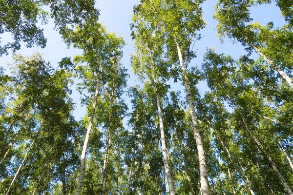 orman manzaralı aşağıdan gökyüzüne huş ağacı