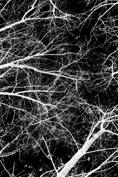 ağaç dalları siluet siyah arka plan üzerine beyaz