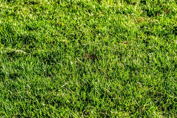 Зеленый Фон Травы Фокус Центре — стоковое фото