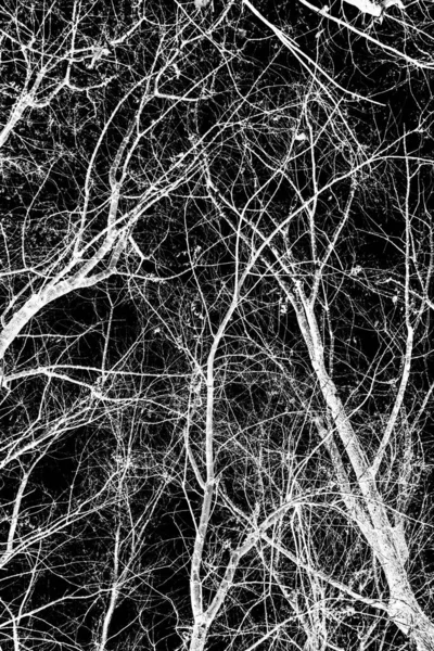 ağaç dalları siluet siyah arka plan üzerine beyaz