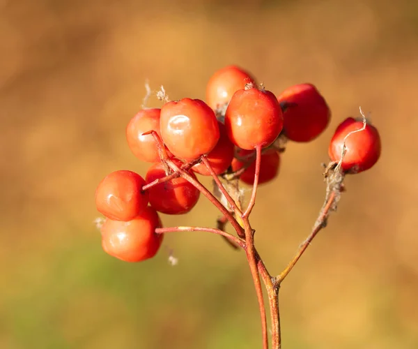 Φθινοπωρινό Δέντρο Ashberry Φωτεινά Χρώματα Της Φύσης — Φωτογραφία Αρχείου