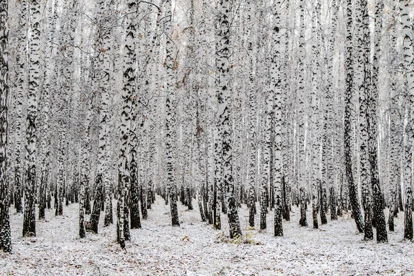 Zimní První Sníh Březová Lesní Krajina — Stock fotografie