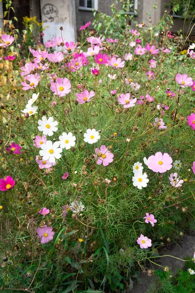 Cosmos Çiçekler Doğa Yakın Çekim Yatay — Stok fotoğraf