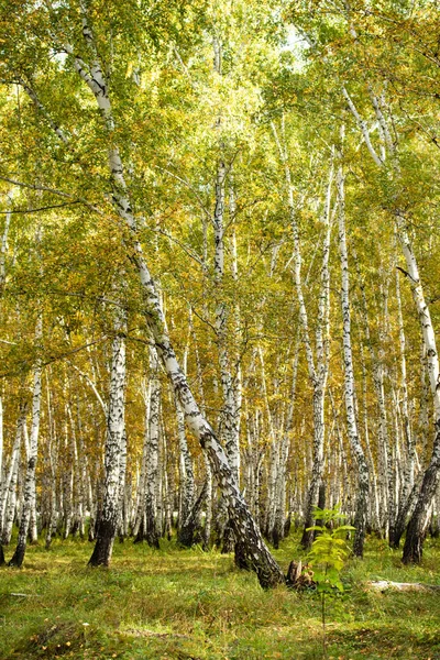 Żółty Brzoza Lasu Koniec Jesień Natura Krajobraz — Zdjęcie stockowe