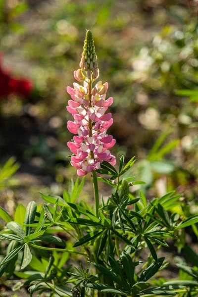 Lupinus Květy Jsou Zářivě Zelené Listí Prirode — Stock fotografie