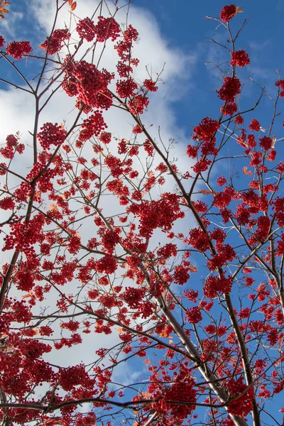 Outono Árvore Ashberry Cores Brilhantes Natureza — Fotografia de Stock
