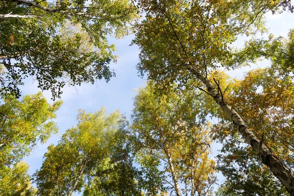 huş ağacı orman manzaralı gökyüzüne Sonbahar Doğa