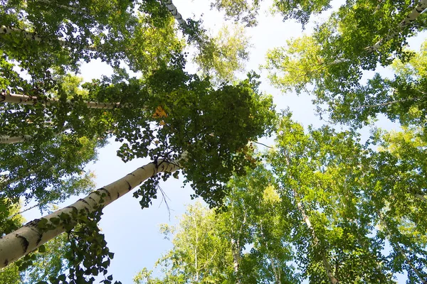 orman manzaralı aşağıdan gökyüzüne huş ağacı