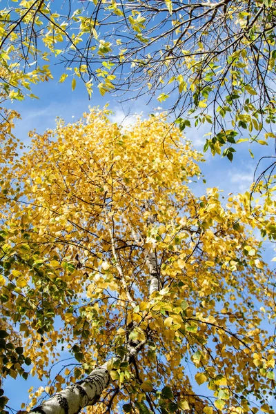 Gele Bladeren Van Bomen Weergave Naar Hemel Herfst — Stockfoto