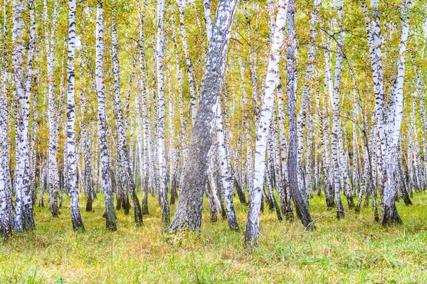 Yellow Birch Forest Late Autumn Nature Landscape — Stock Photo, Image