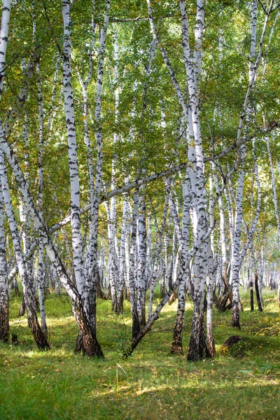 Sarı huş ağacı orman, geç sonbahar doğa manzara