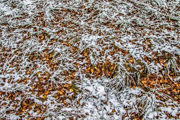 Herbst Lässt Gras Schnee — Stockfoto