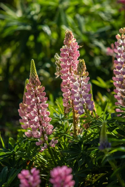 Lupinus çiçek yeşil yeşillik doğa ile parlak