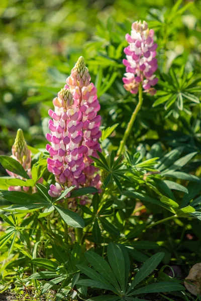 Lupinus Flores São Brilhantes Com Natureza Folhagem Verde — Fotografia de Stock