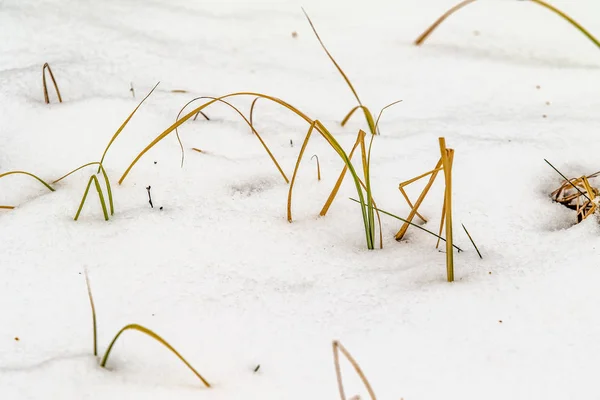 雪の冬の風景の下から黄色い草 — ストック写真
