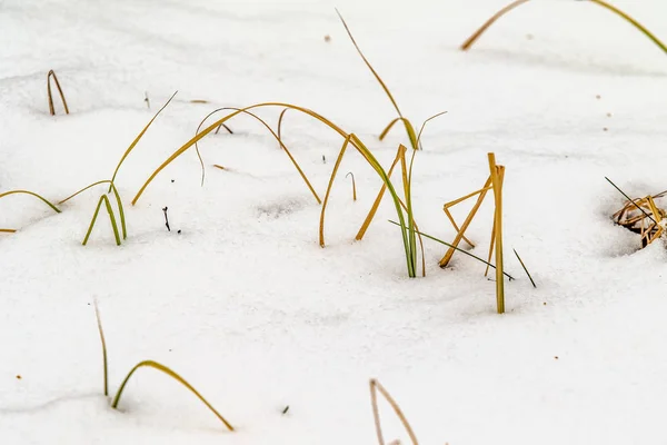 Herbe Jaune Sous Neige Paysage Hivernal — Photo