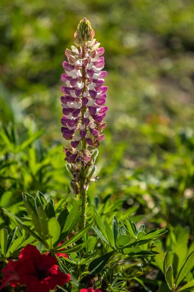 Lupinus çiçek yeşil yeşillik doğa ile parlak
