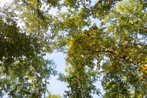 huş ağacı orman manzaralı gökyüzüne Sonbahar Doğa