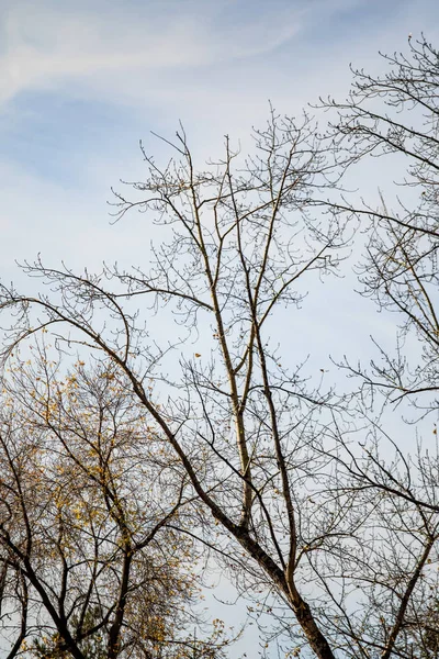 Herfst Boom Ashberry Felle Kleuren Van Natuur — Stockfoto