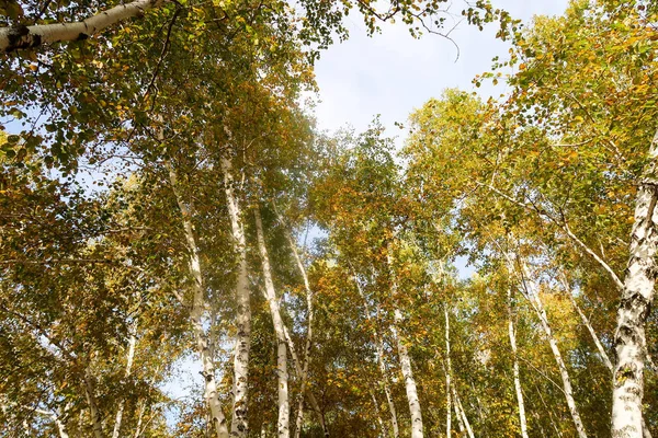 秋の自然にバーチ フォレスト ビュー — ストック写真
