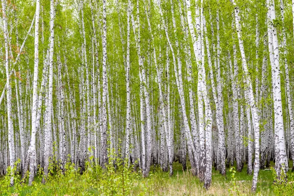yeşil bahar huş ağacı orman, peyzaj