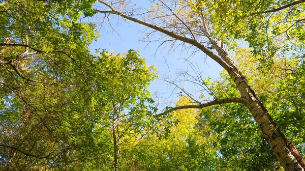ağaç görünümünü aşağıdan gökyüzüne sonbahar manzara bırakır