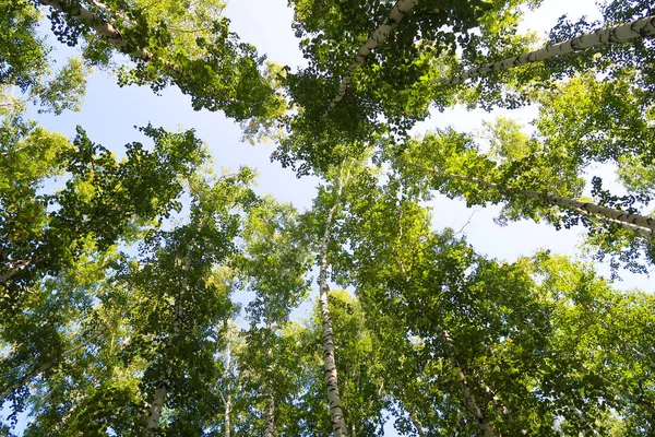 orman manzaralı aşağıdan gökyüzüne huş ağacı